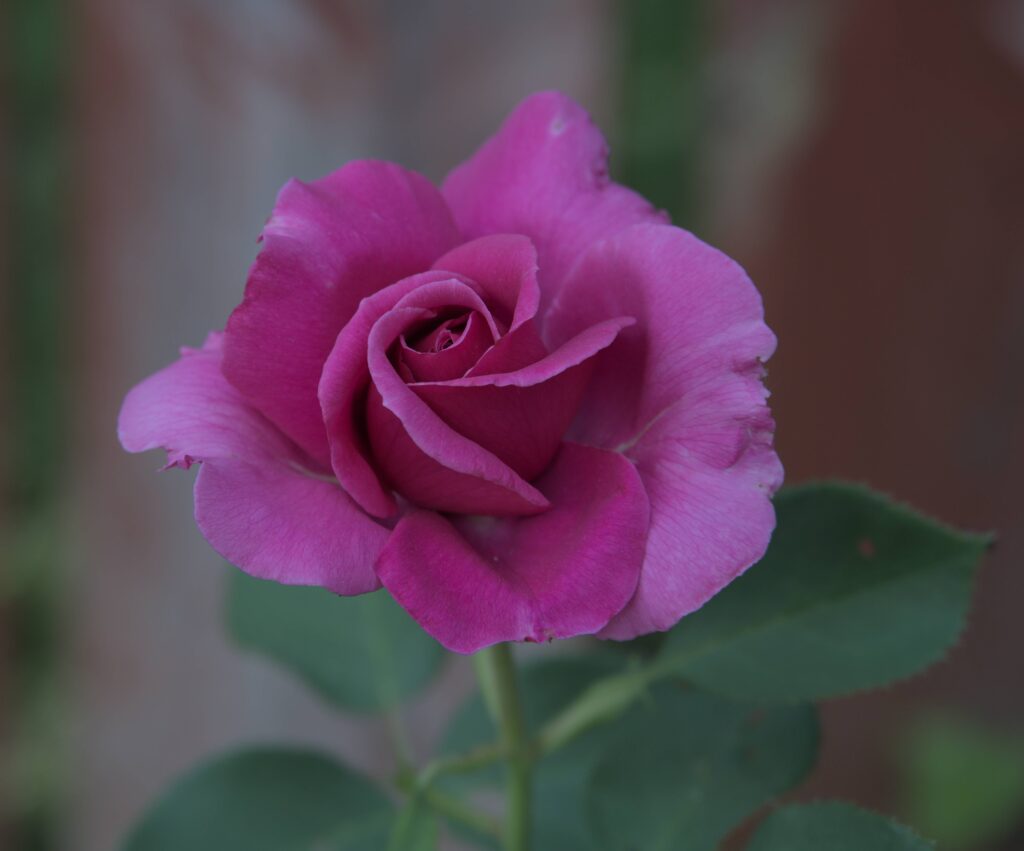 Flower Rose