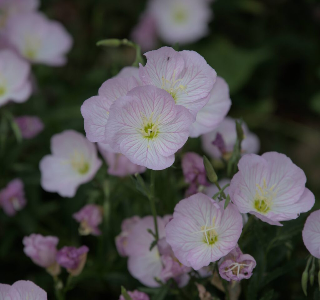 Flower White Evening Primrose