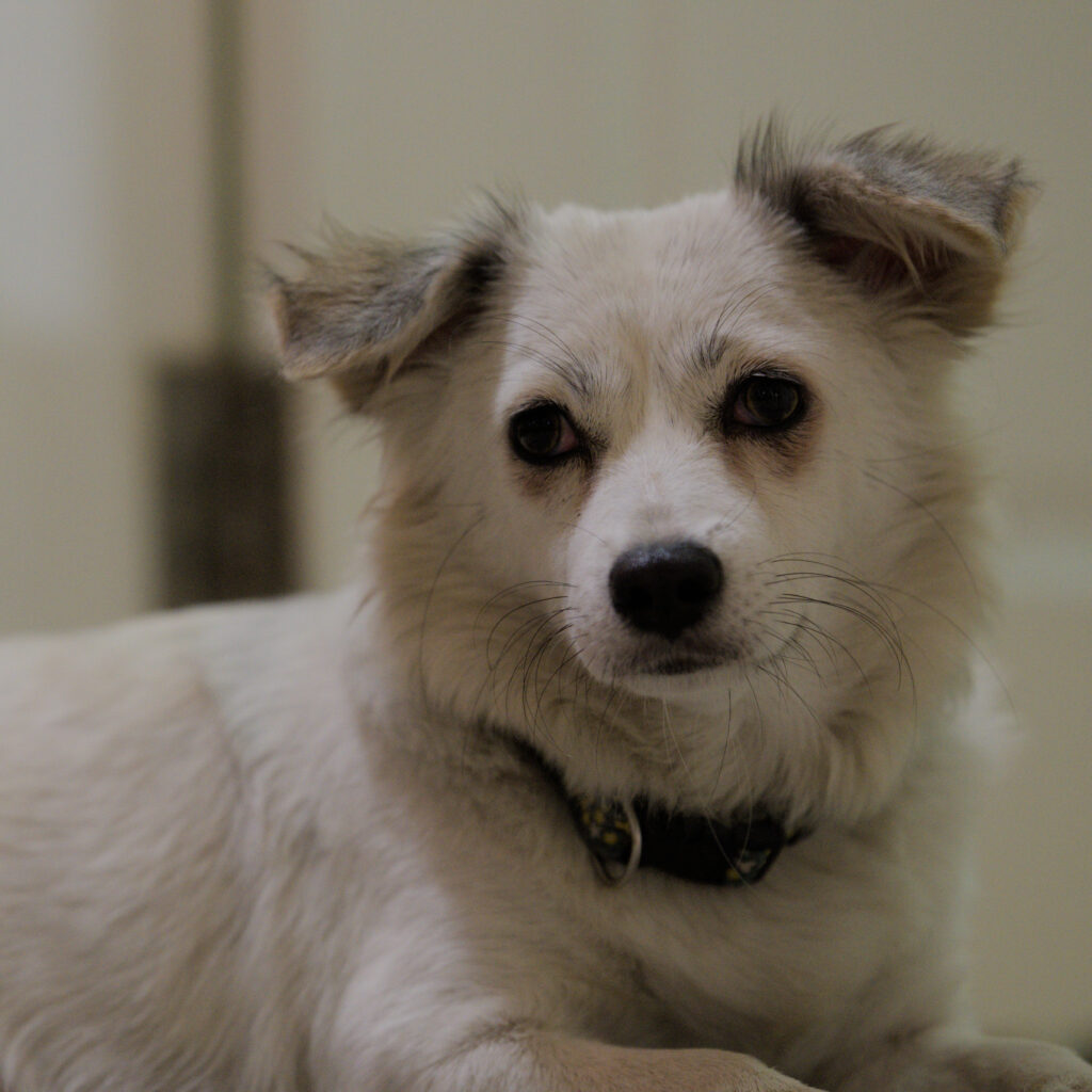 One White Dog