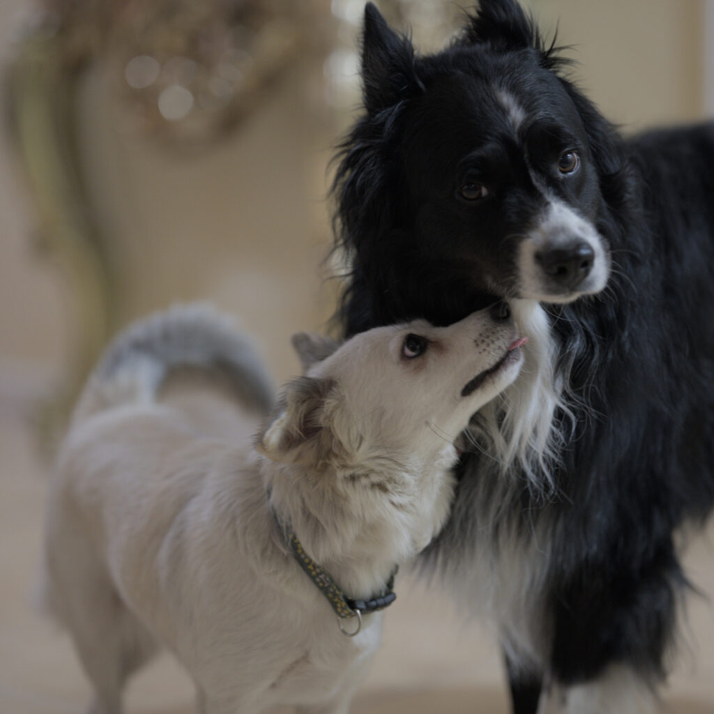 Two Dogs